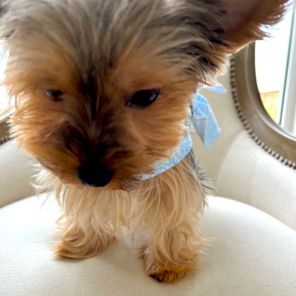 Hi! I’m MilA , - Picture 2 of 2